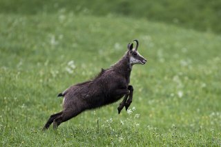 Un chamois dans la prairie